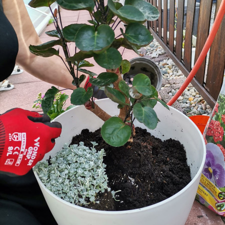 Eine Pflanze Ihrer Wahl würd in den Blumentopf eingepflanzt